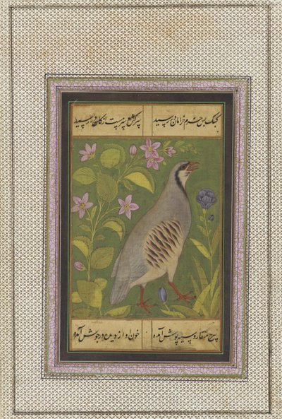 A Chukar Partridge, Detached Manuscript Folio with Painting, Late 16th Century by Mughal School